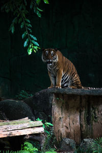 Tiger sitting on rock at zoo