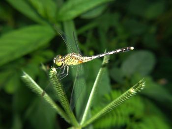 Close-up of grasshopper on leaf