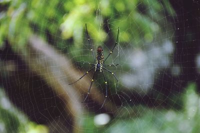 spider web