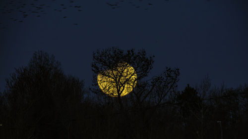 Low angle view of trees against sky at night