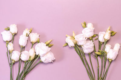 Close-up of pink flowering plant in vase against white background