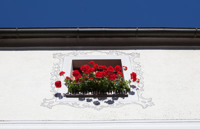 Potted plants on wall