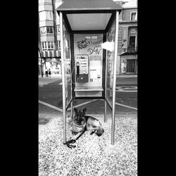 Dog in front of building