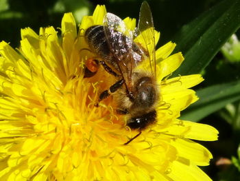 Close-up of bee on yellow flower