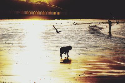 Silhouette birds in sea during sunset