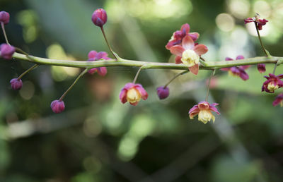 Close-up of pink flower