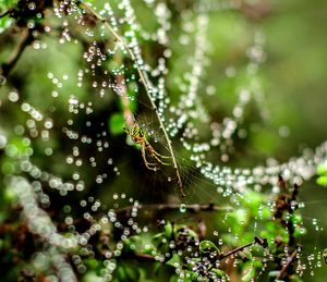 Close-up of spider on web