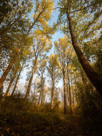 Low angle view of trees in forest during autumn