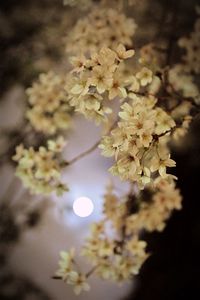 Low angle view of white flowers blooming against sky