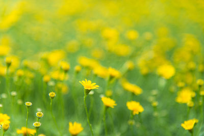 Close-up of fresh yellow flowers in field