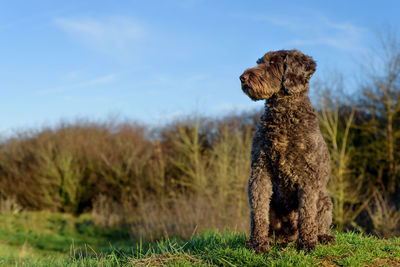 View of dog on field against sky