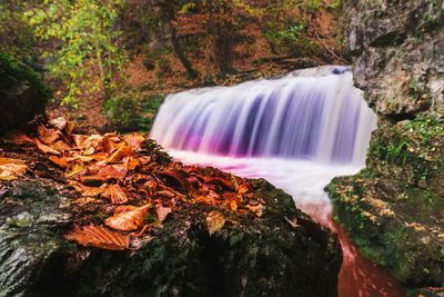 Scenic view of waterfall in forest