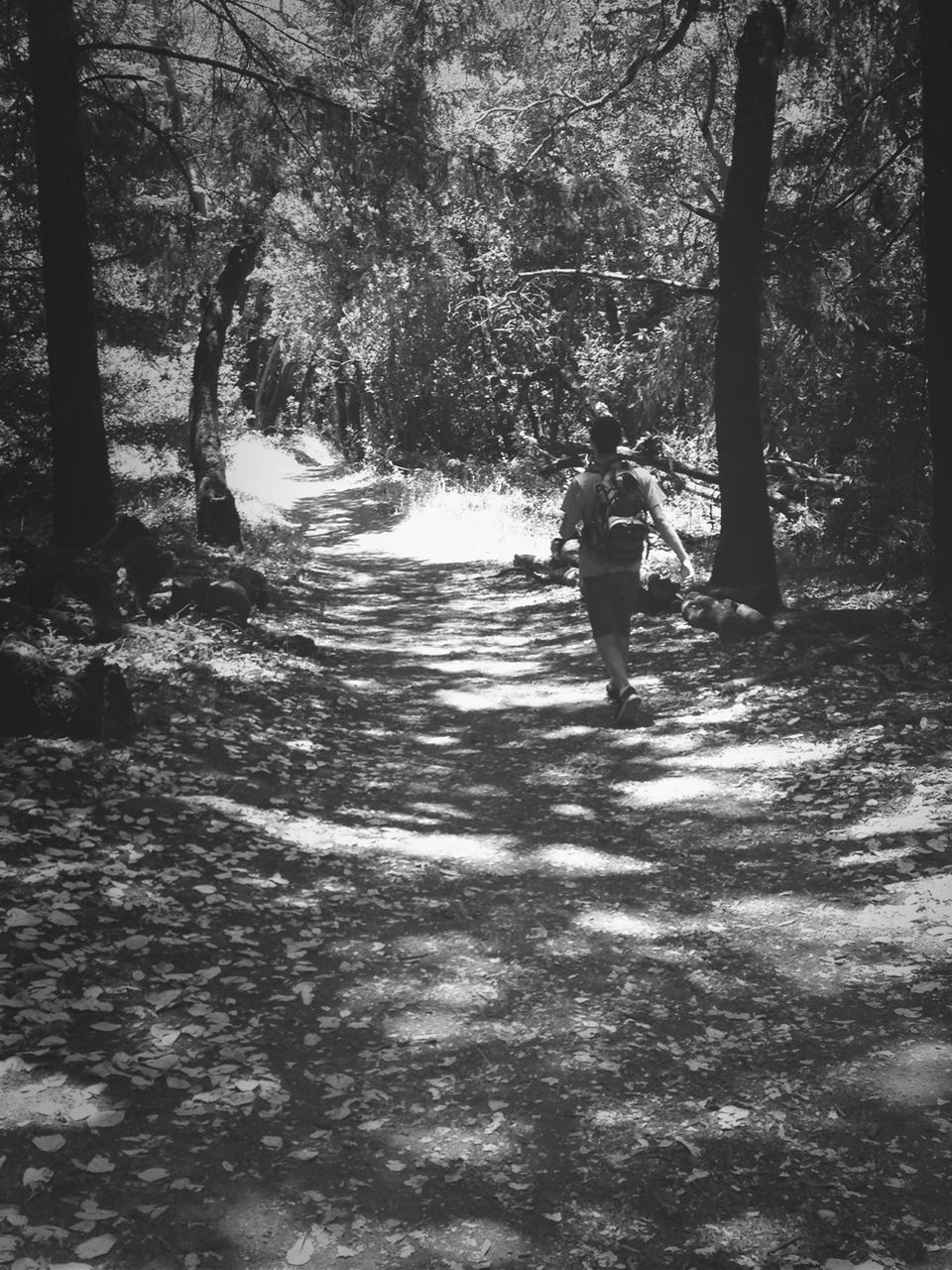 tree, lifestyles, leisure activity, full length, walking, rear view, the way forward, men, forest, person, road, dirt road, nature, sunlight, shadow, standing, outdoors, tree trunk