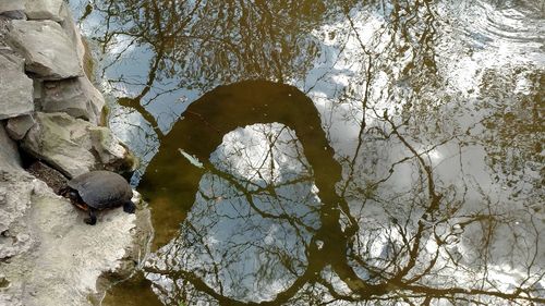 Reflection of trees in water