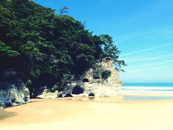 Trees on beach against clear sky