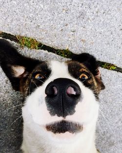 High angle view of dog sleeping on floor 