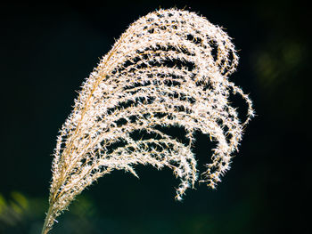 Close-up of dandelion on plant