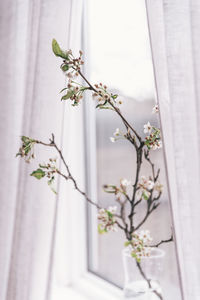 Close-up of white flowering plant against window