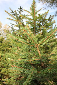 Close-up of pine tree