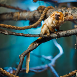 Close-up of bird perching on branch