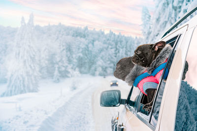 Double exposure of french bulldog dog in car on snowy mountain road at sunset during winter blizzard