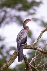 Low angle view of bird perching on branch