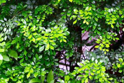 Plants growing on a tree