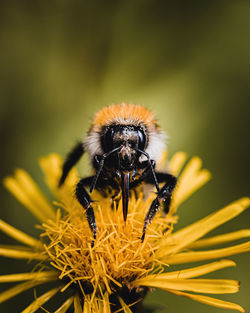 Close-up of bee on flower