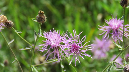 Close-up of purple thistle flowers