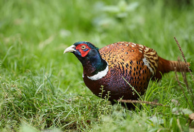 Close-up of duck on field