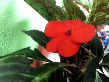 Close-up of red flowers blooming outdoors