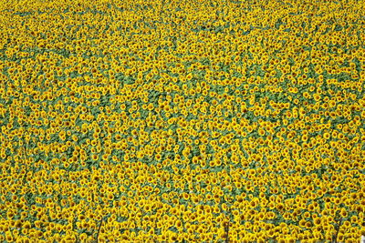 Panorama landscape of sunflowers blooming in the field