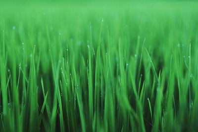 Full frame shot of fresh green field