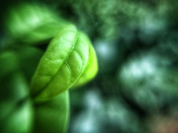 Close-up of fresh green plant