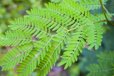 Close-up of fern leaves