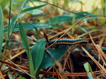 Close-up of a lizard on a field