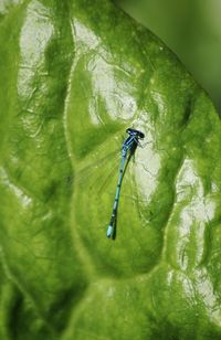 Close-up of damselfly on leaf