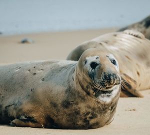 High angle view of sea lion