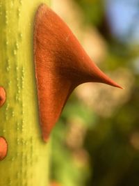 Close-up of pink flower