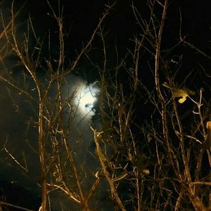 Illuminated bare trees in the dark