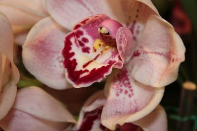 Close-up of pink flowers