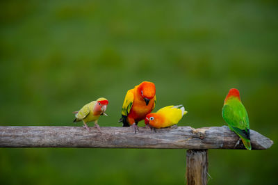 Close-up of parrot perching on wood