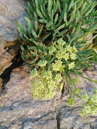 Close-up of fresh green plants