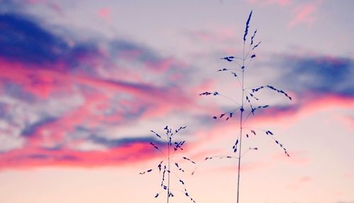 Low angle view of flowers against cloudy sky