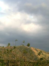 Plants against sky