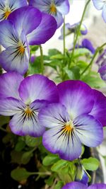 Close-up of purple flowers blooming