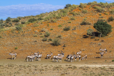 Herd of antelopes in wild