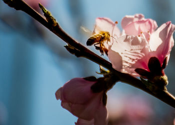 Close-up of pink flowering plant