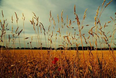 Scenic view of field against cloudy sky