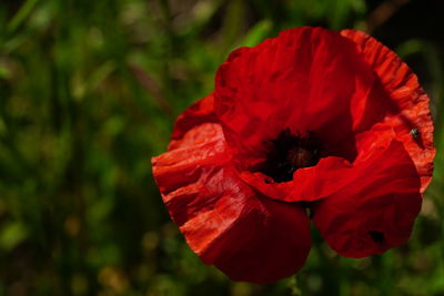 Close-up of red rose flower